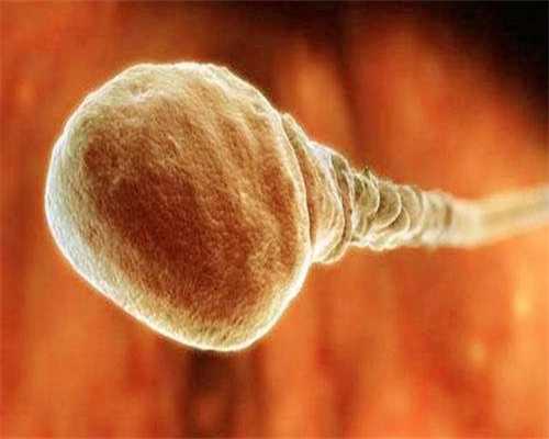 代孕公司哪家大_试管选男孩医院,染色体异位三代试管胚胎会停育吗